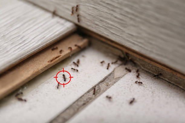 Best Wildlife Control Services  in Brownfields, LA