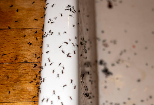 Professional Pest Control in Brownfields, LA