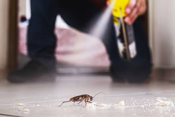 Best Rat Extermination Near Me  in Brownfields, LA